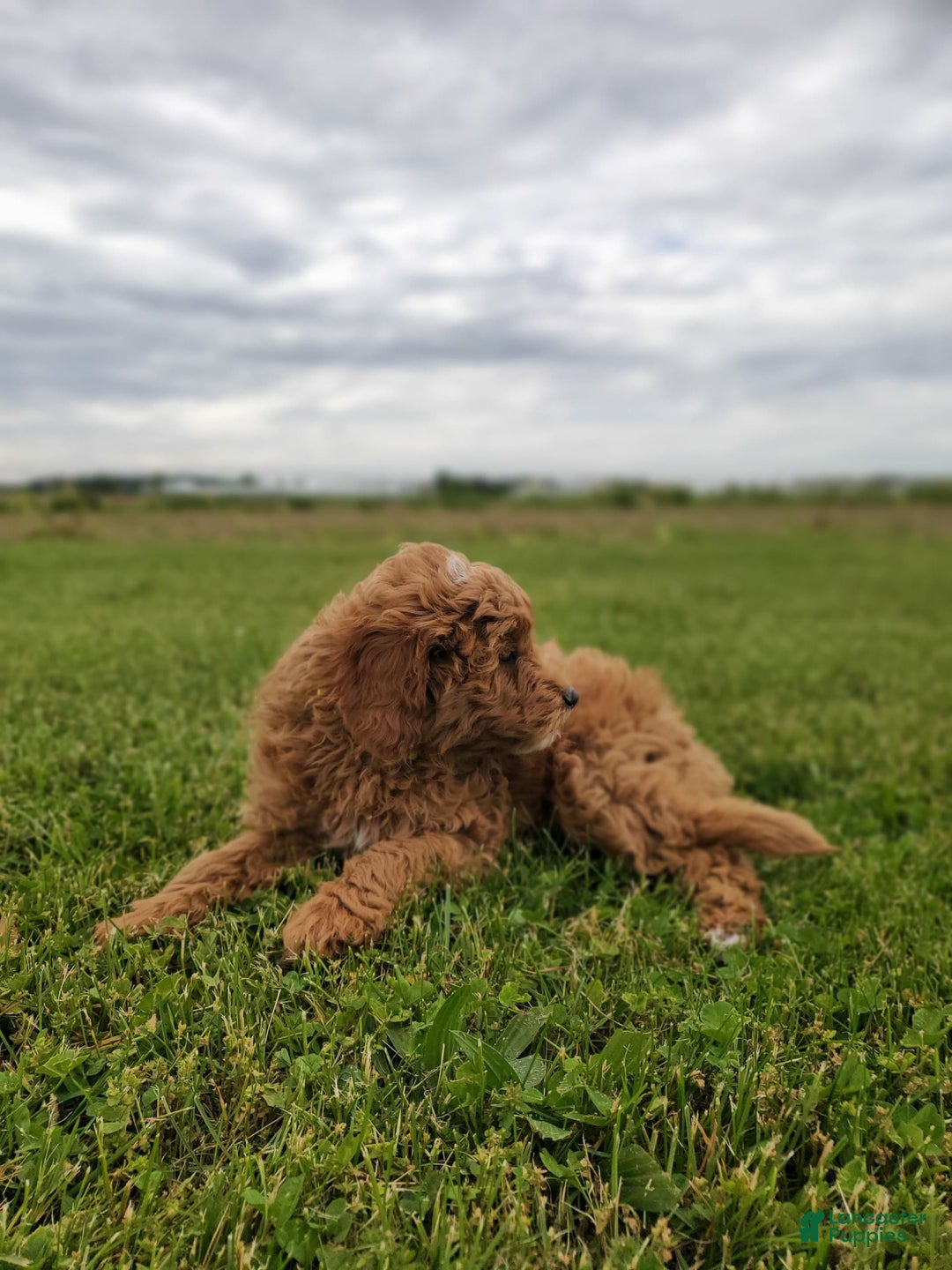 Mini Goldendoodle dogs for sale: Milo F1b - Image 19