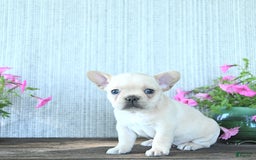 French Bulldog dogs for sale: Lily - Image 13