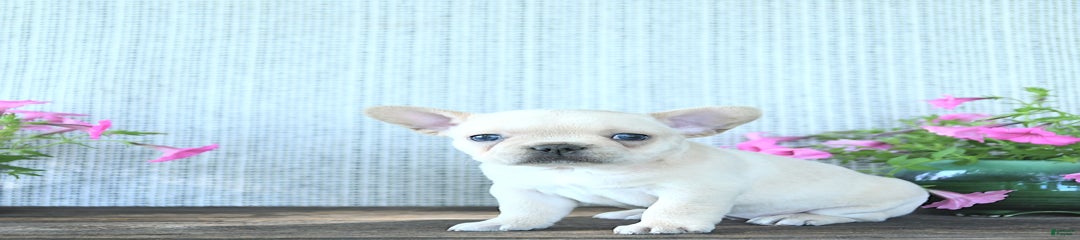 Lily