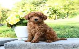 Miniature Poodle dogs for sale: Ester - Image 2
