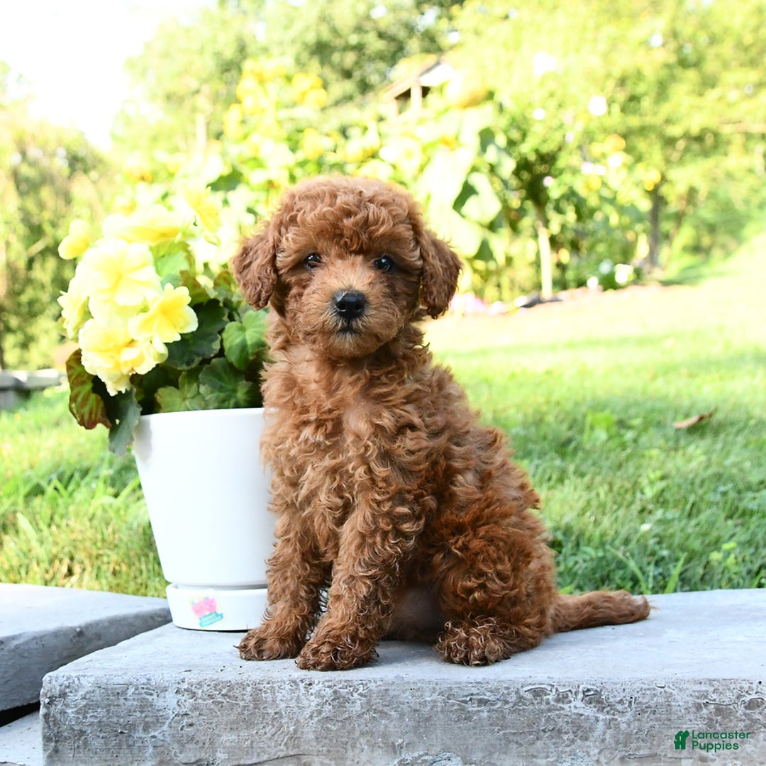 Miniature Poodle dogs for sale: Ester - Image 2