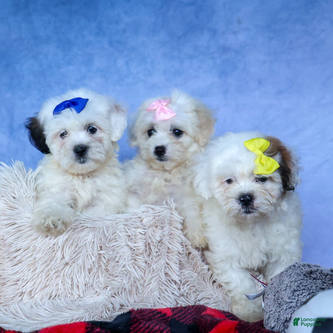 Shihpoo dogs for sale: Captain - Image 2