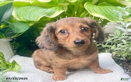 Miniature Dachshund dogs for sale: Capptain Coffee - Image 2