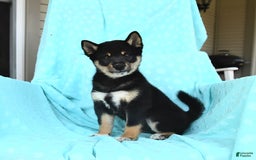 Shiba Inu dogs for sale: Warrior - Image 7
