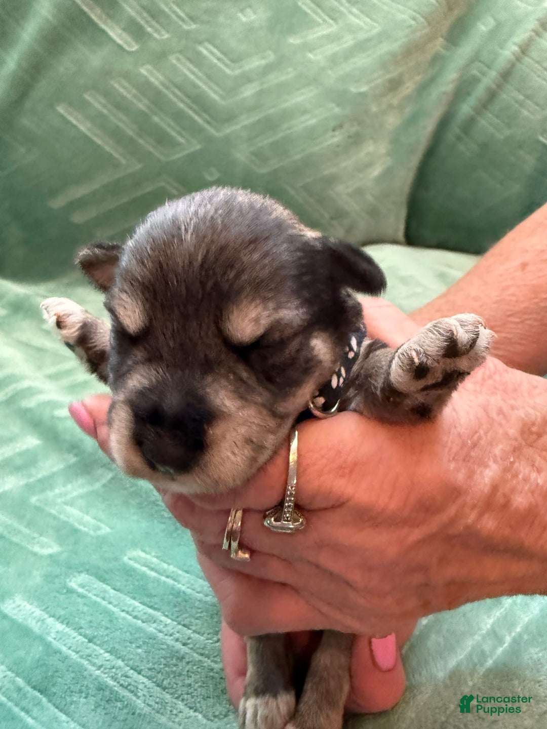 Miniature Schnauzer dogs for sale: Puppy1black - Image 1