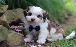 Havanese dogs for sale: Champ - Image 2