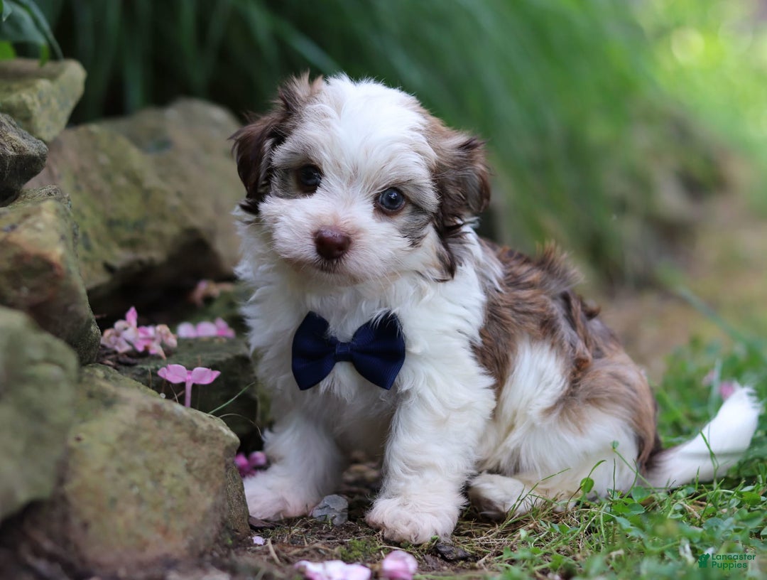 Havanese dogs for sale: Champ - Image 2