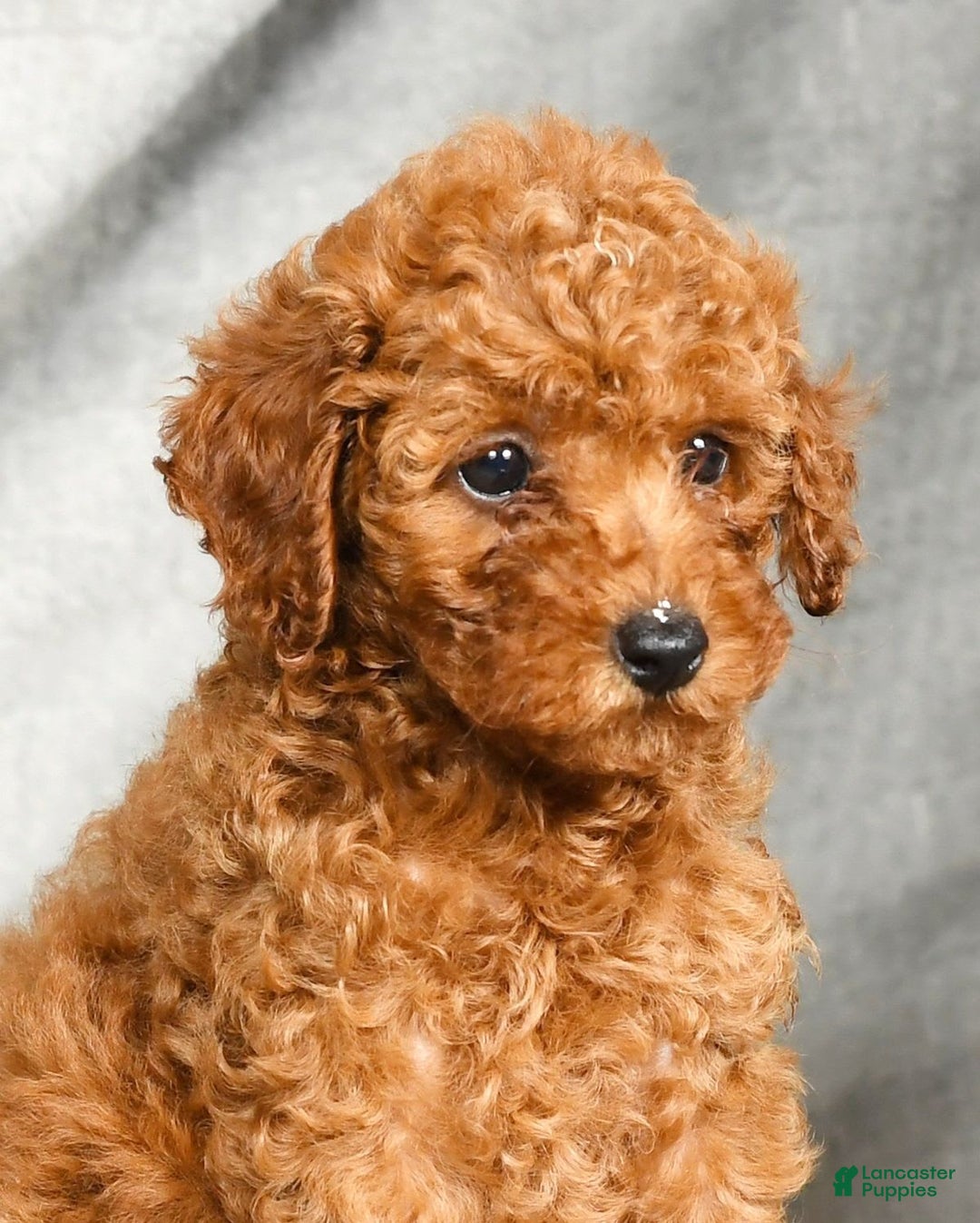 Miniature Poodle dogs for sale: Darla - Image 7
