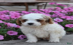 Mini Goldendoodle dogs for sale: Twix - Image 2