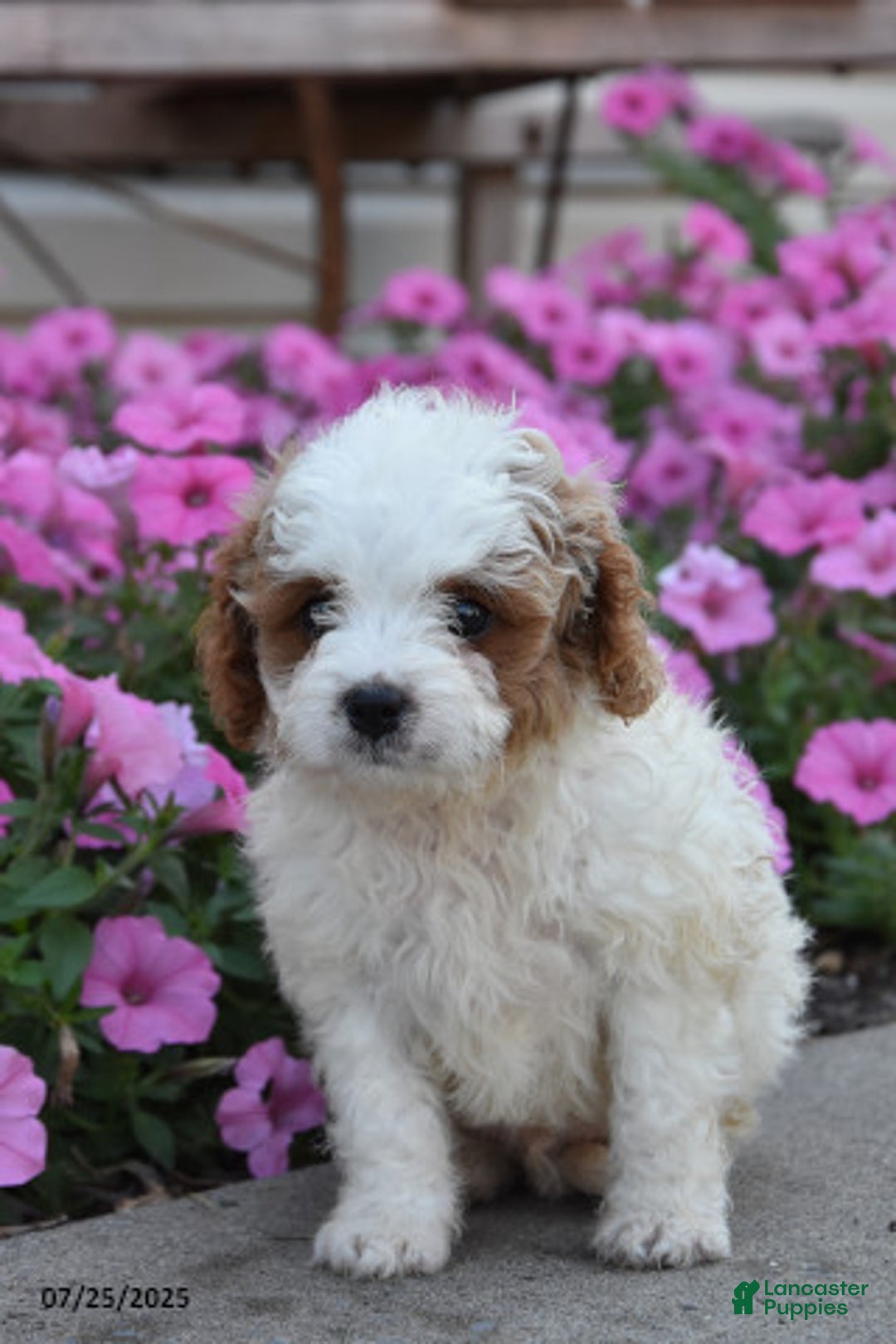 Mini Goldendoodle dogs for sale: Twix - Image 2