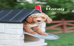 Standard Poodle dogs for sale: Honey - Image 3