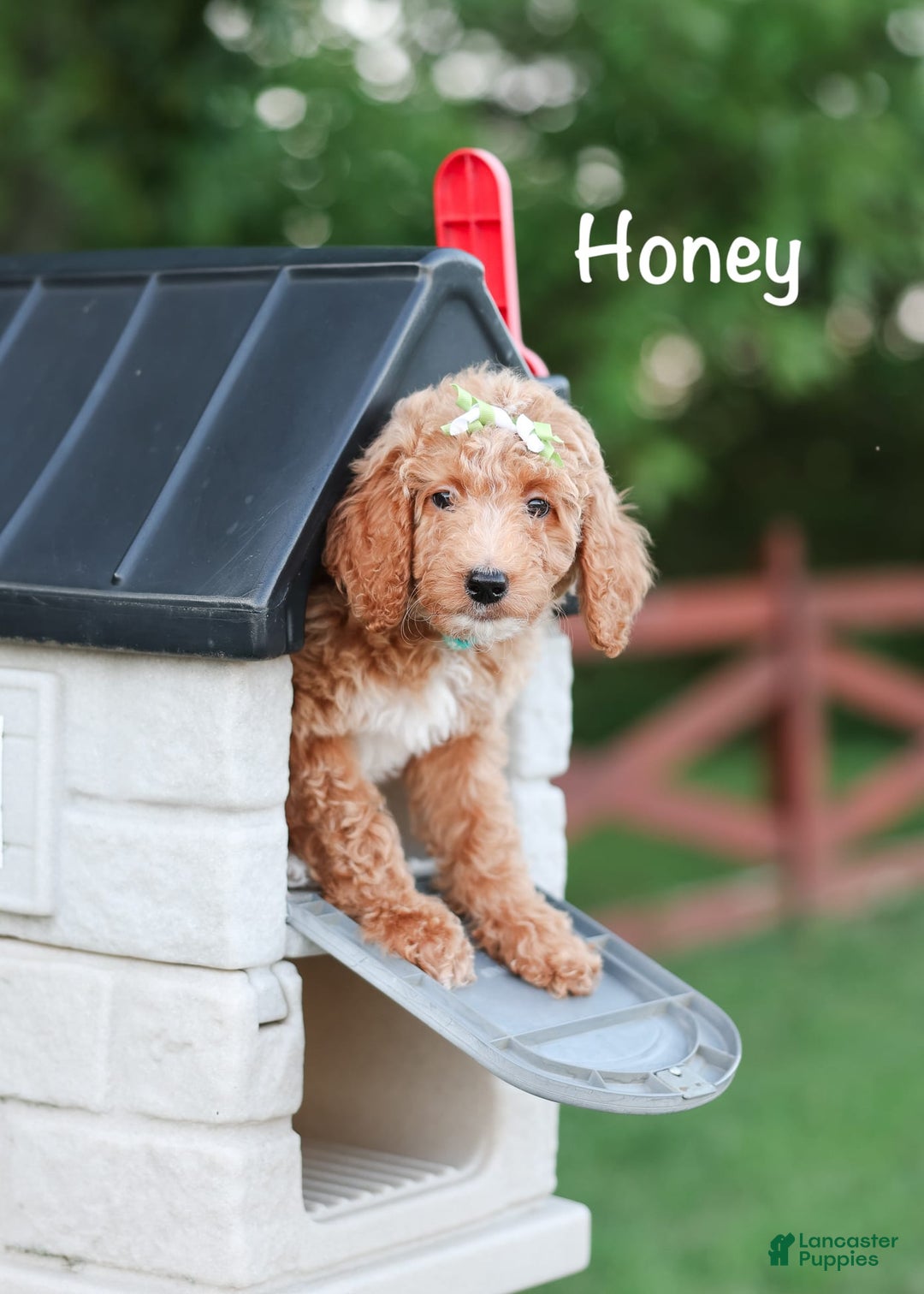 Standard Poodle dogs for sale: Honey - Image 3