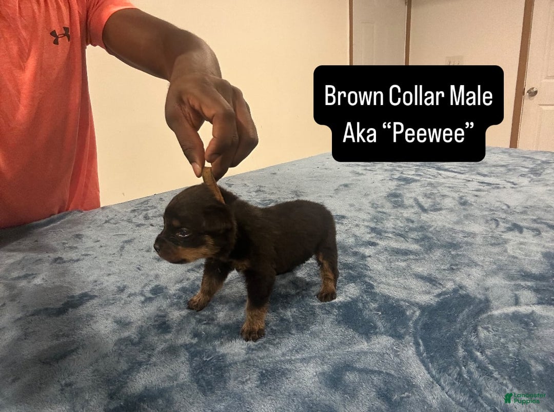 Rottweiler dogs for sale: Brown Collar - Image 1