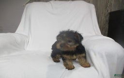 Yorkshire Terrier dogs for sale: Buddy - Image 17