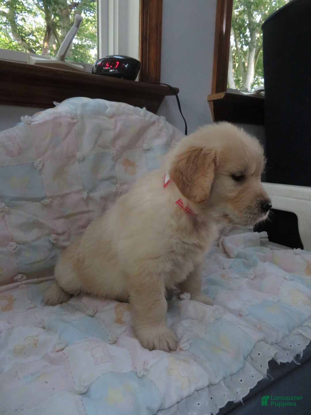 Golden Retriever dogs for sale: Erin - Image 20