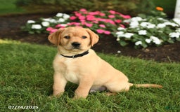 Labrador Retriever dogs for sale: Sailor - Image 4