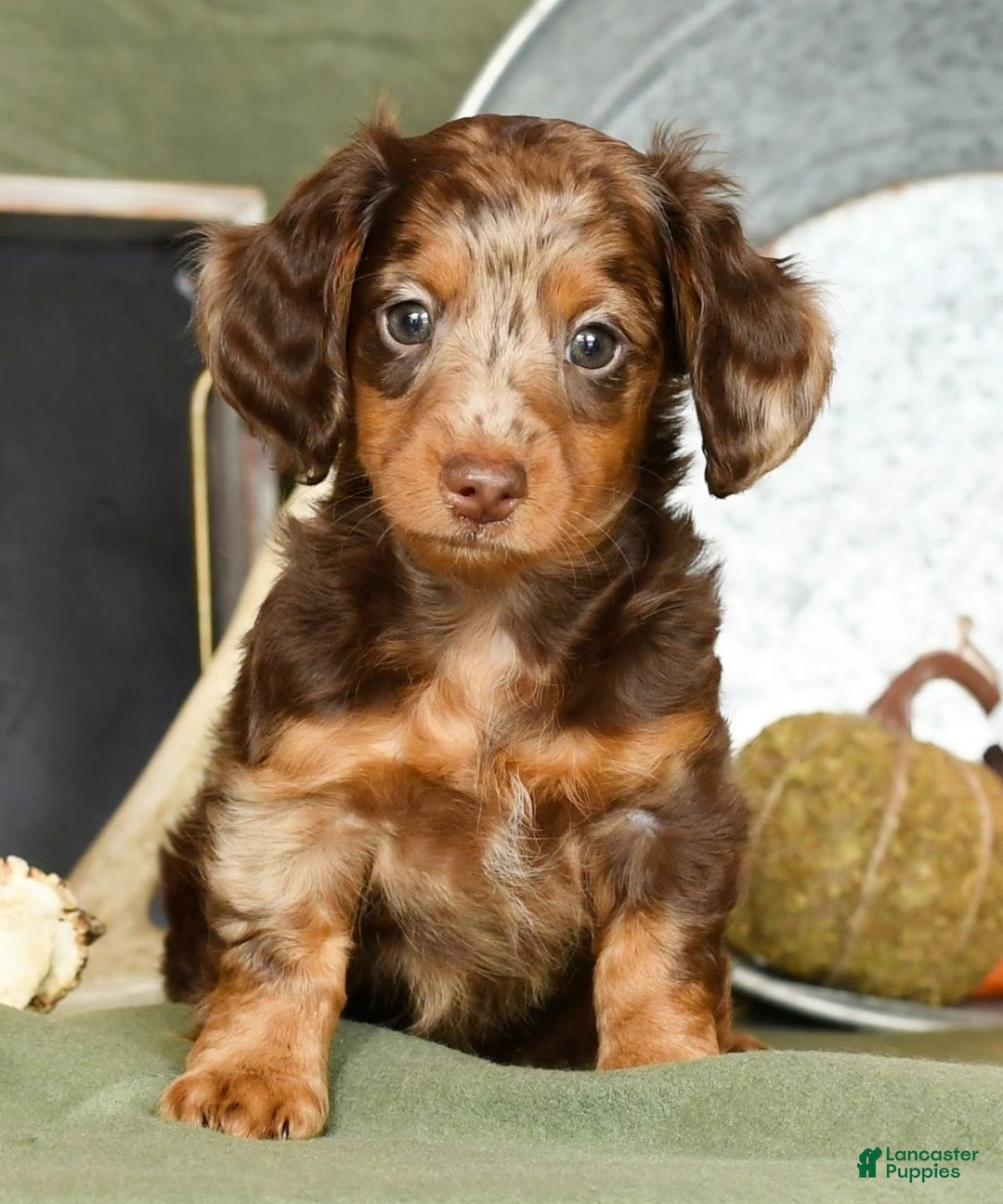 Miniature Dachshund dogs for sale: Anton - Image 4