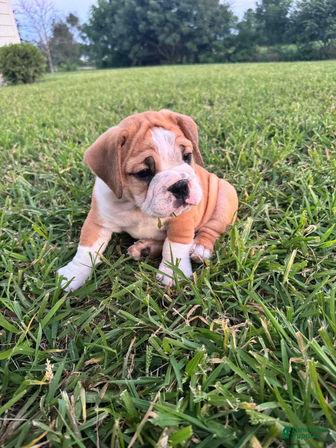 English Bulldog dogs for sale: Tank - Image 4