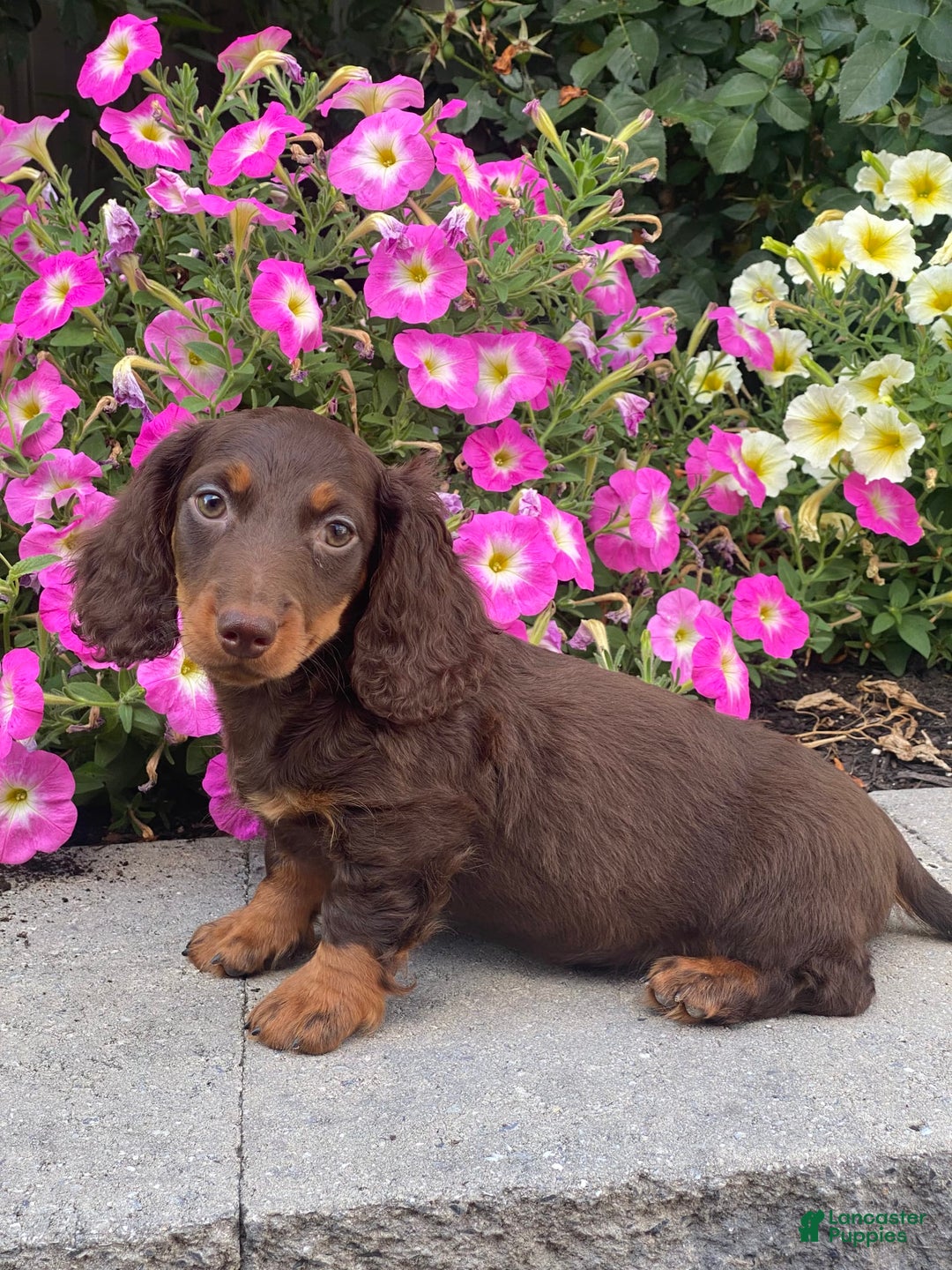 Dachshund dogs for sale: Danny - Image 6