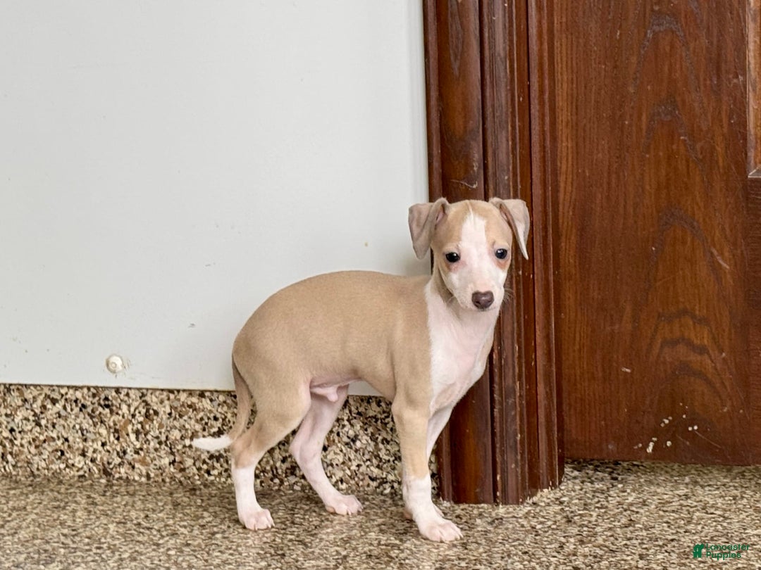 Italian Greyhound dogs for sale: Jj - Image 10