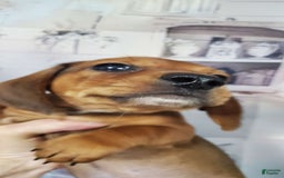 Dachshund dogs for sale: Jolly - Image 5