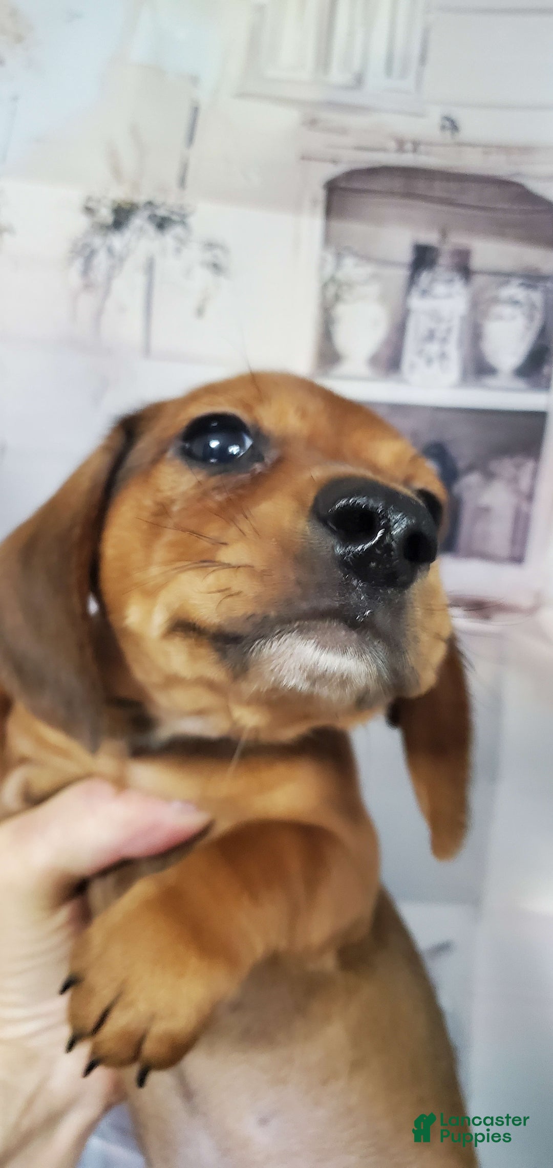 Dachshund dogs for sale: Jolly - Image 5