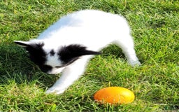 Papillon dogs for sale: Grace - Image 2
