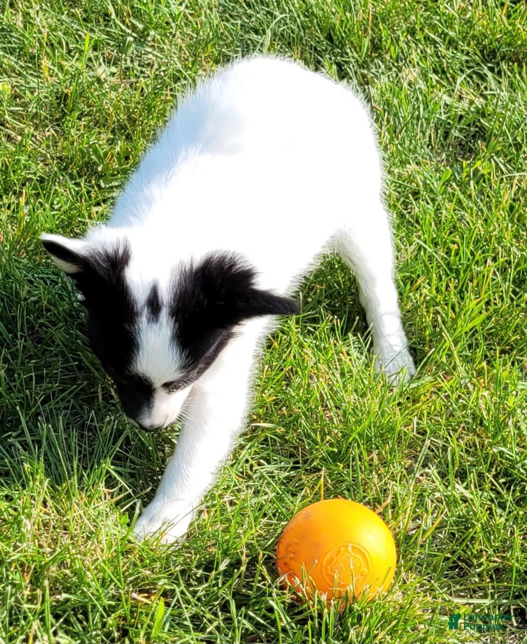 Papillon dogs for sale: Grace - Image 2