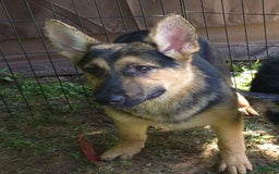 German Shepherd dogs for sale: Heidi - Image 23