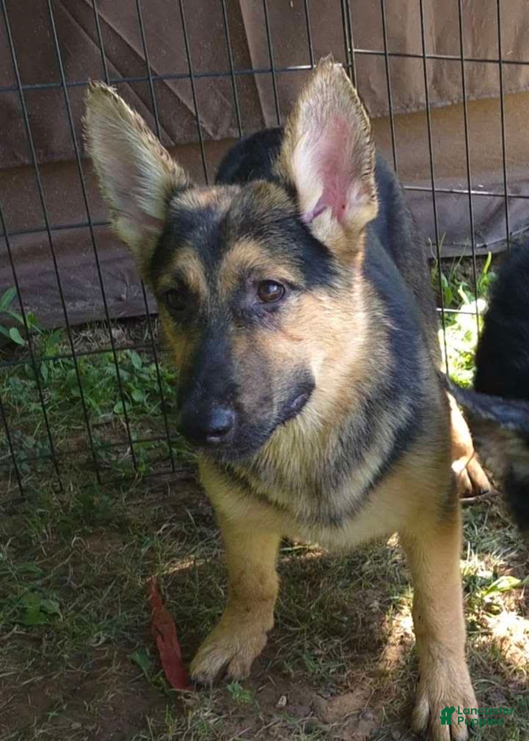 German Shepherd dogs for sale: Heidi - Image 23