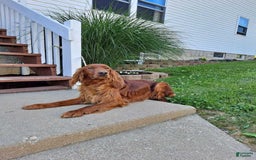 Irish Setter dogs for sale: Maizey - Image 10