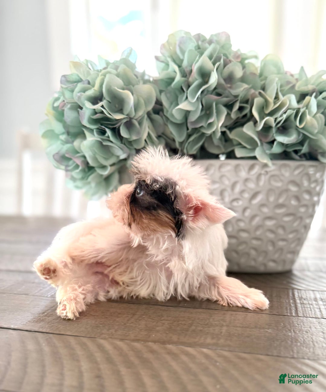Yorkshire Terrier dogs for sale: Daniel - Image 17