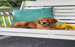 Golden Retriever dogs for sale: Dick - Image 3