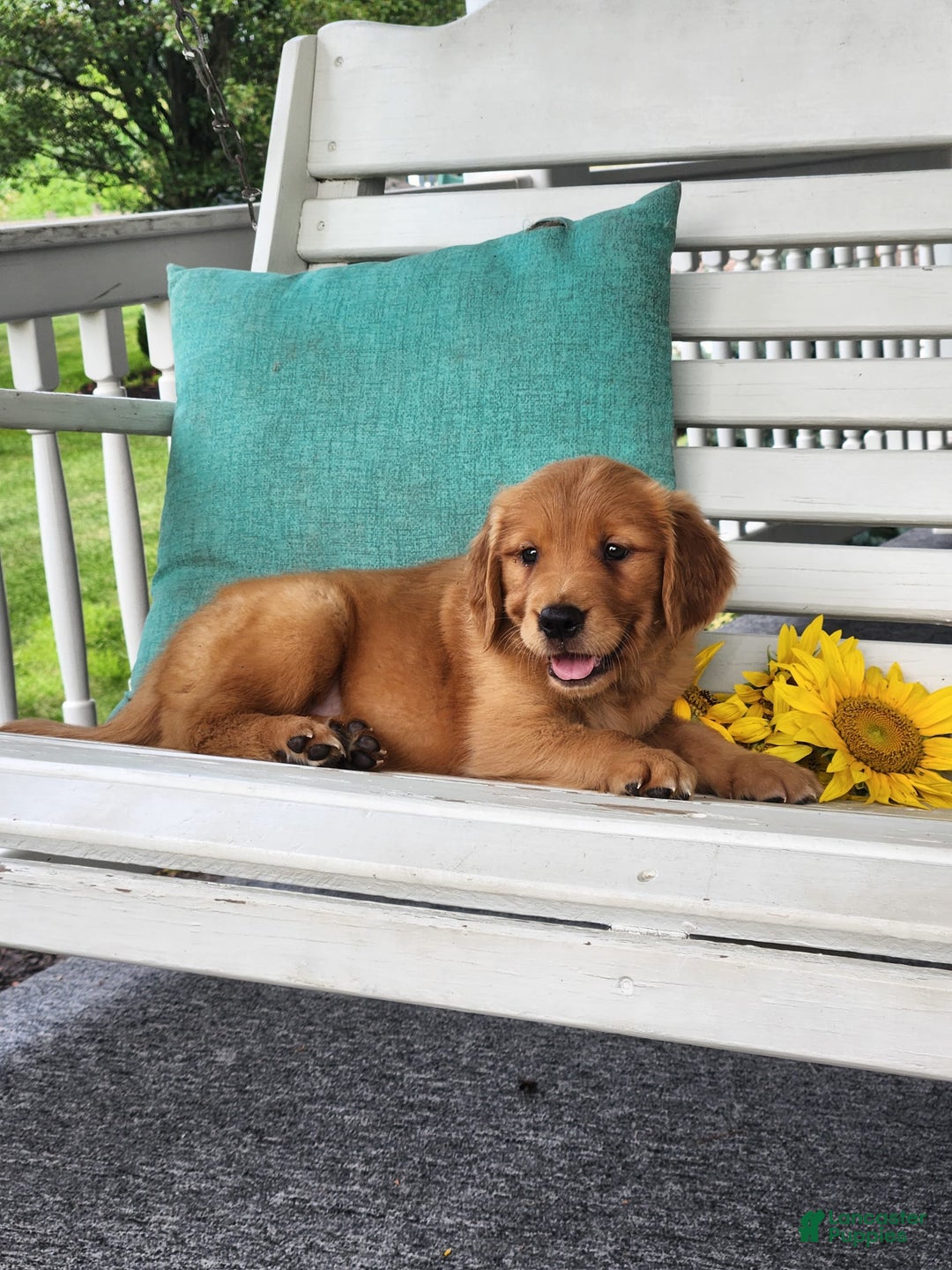 Golden Retriever dogs for sale: Dick - Image 3