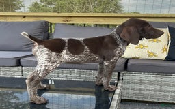 German Shorthaired Pointer dogs for sale: Dottie - Image 7