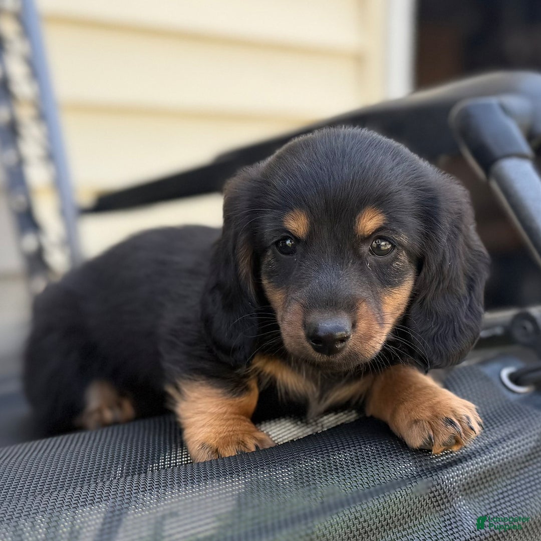 Miniature Dachshund dogs for sale: Blackie - Image 4
