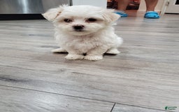 Maltese dogs for sale: Pepe - Image 6