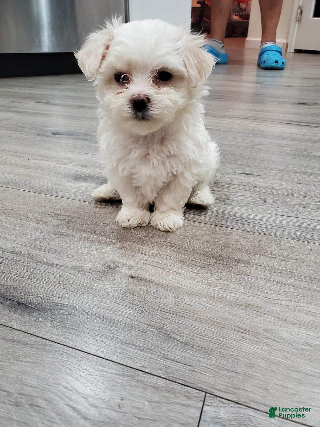 Maltese dogs for sale: Pepe - Image 6