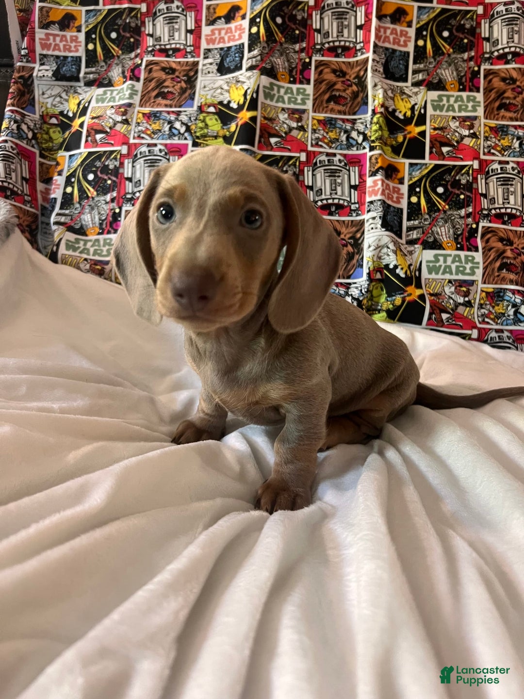 Dachshund dogs for sale: Chewy - Image 5