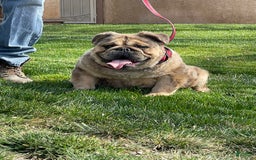 English Bulldog dogs for sale: Fluffy the Bear - Image 5