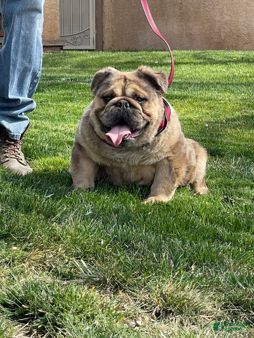 English Bulldog dogs for sale: Fluffy the Bear - Image 5