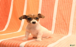 Jack Russell Terrier dogs for sale: Nancy - Image 1