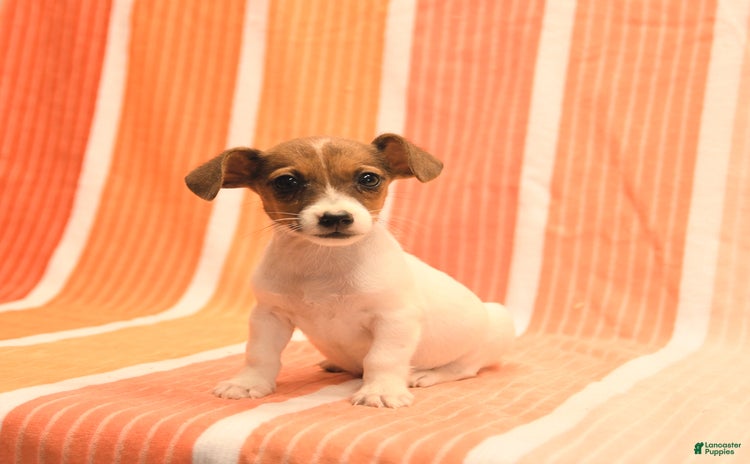 Jack Russell Terrier dogs for sale - Ad 1