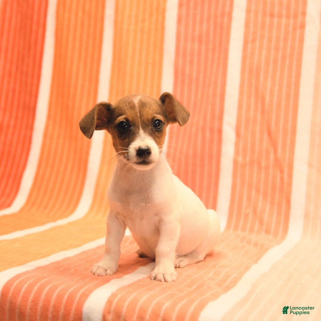 Jack Russell Terrier dogs for sale: Nancy - Image 1