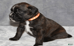 Boxer dogs for sale: Orange Collar Male - Image 2
