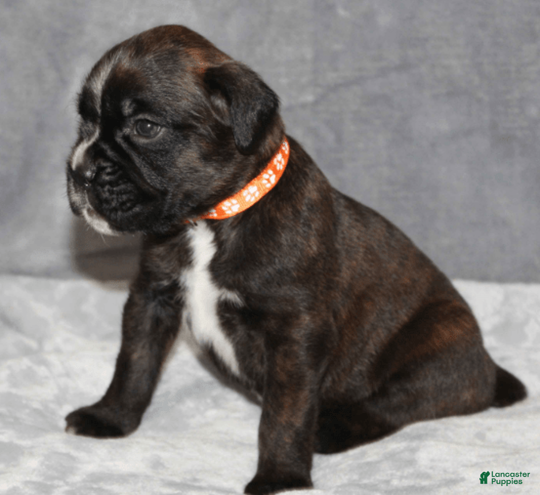 Boxer dogs for sale: Orange Collar Male - Image 2