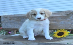 Border Collie dogs for sale: Rio - Image 2