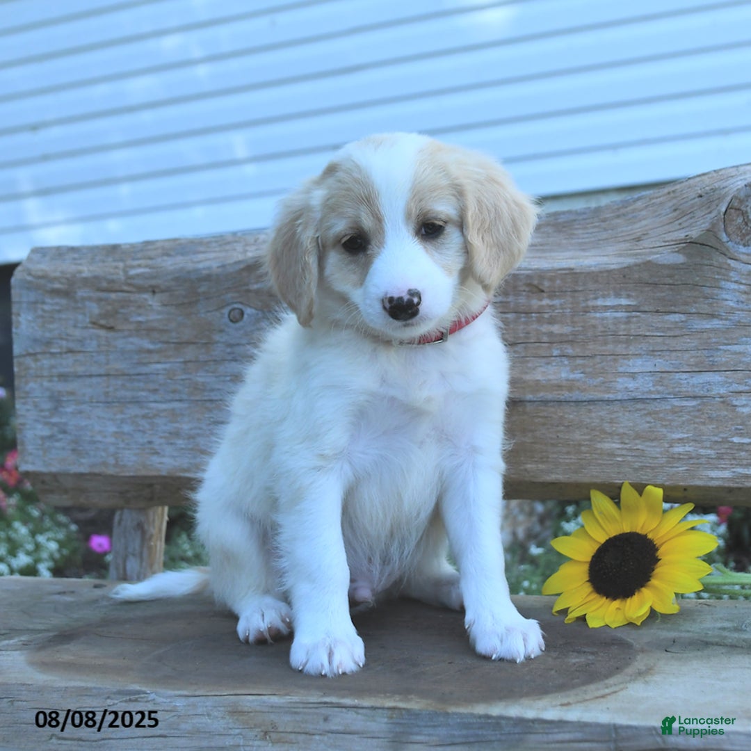 Border Collie dogs for sale: Rio - Image 2