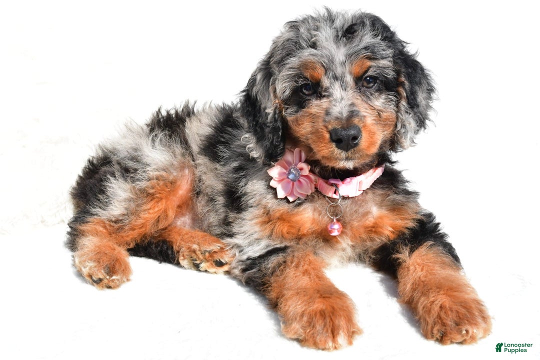 Mini Aussiedoodle dogs for sale: Elaine - Image 6