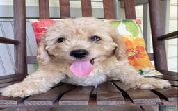 Labradoodle dogs for sale: Maxwell - Image 3